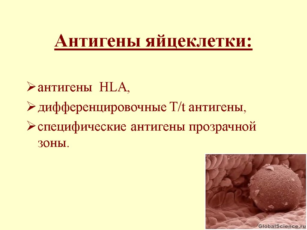 Антигены яйцеклетки: антигены HLA, дифференцировочные T/t антигены, специфические антигены прозрачной зоны.